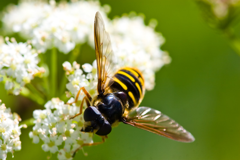 American Hoverfly